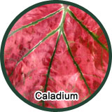 All about caladium