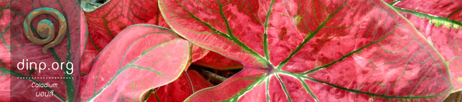 Caladium